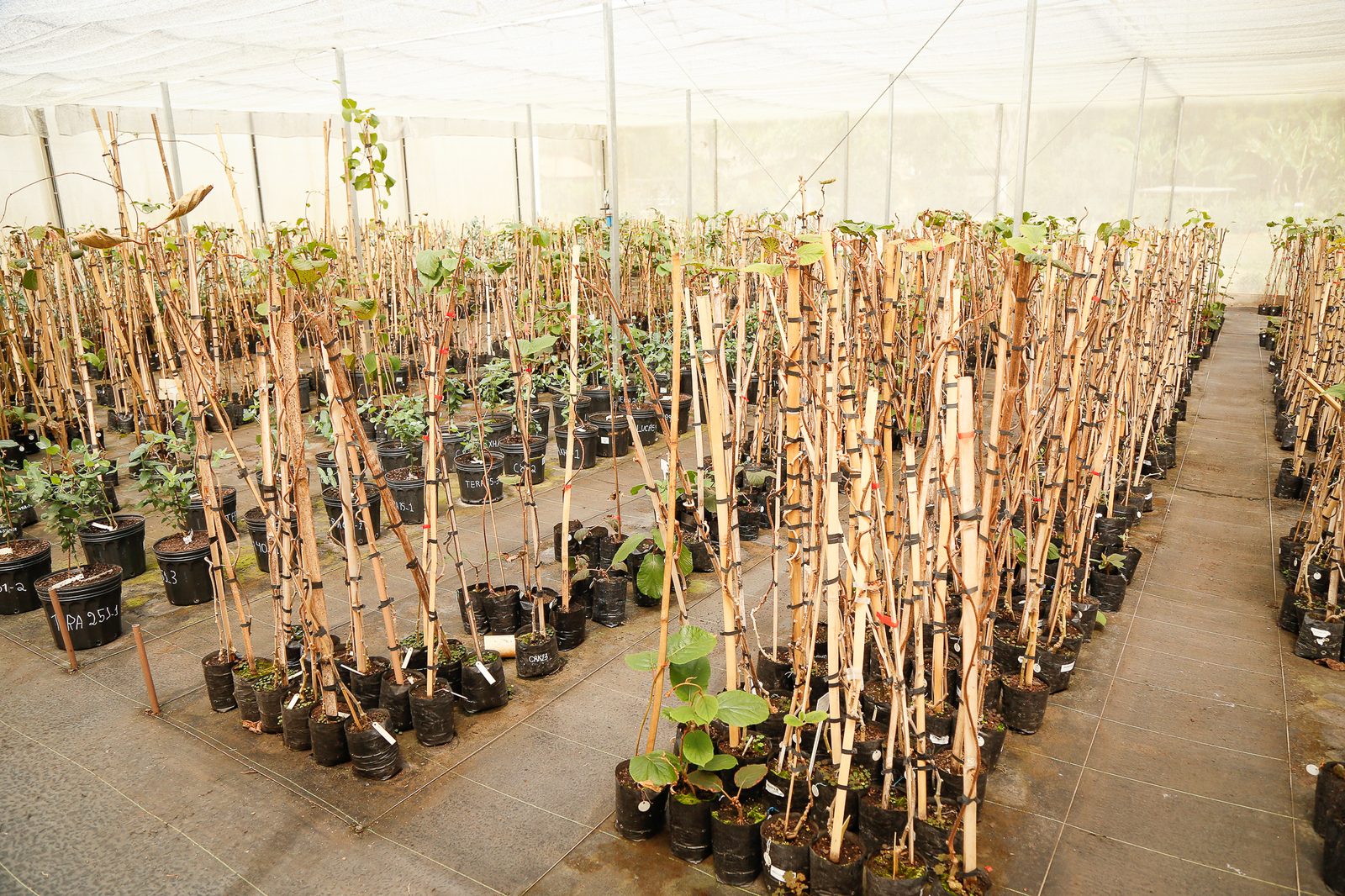 Clonal seedlings in pots with stakes in Clonar's greenhouse