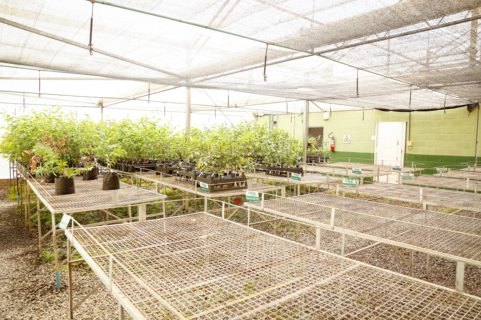 Stainless-steel benches and plants under assessment in Clonar's greenhouse