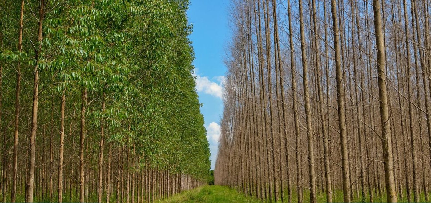 Resistant clone on the left, with a green canopy; susceptible clone on the right, with dead trees, in the same stand