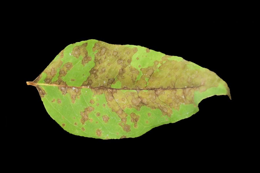 Leaf with necrotic Calonectria spots