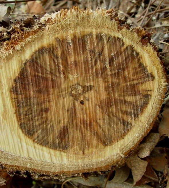 Stem cross-section with wood darkening caused by Ceratocystis