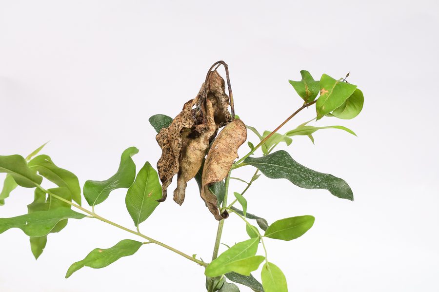 Shoot tip killed by Erwinia on a eucalyptus seedling