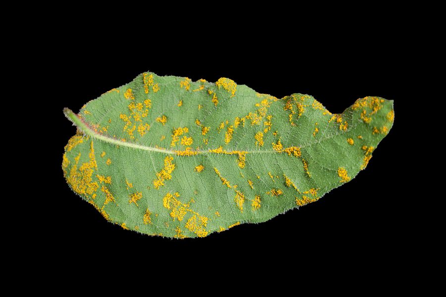 Eucalyptus leaf with yellow myrtle rust pustules