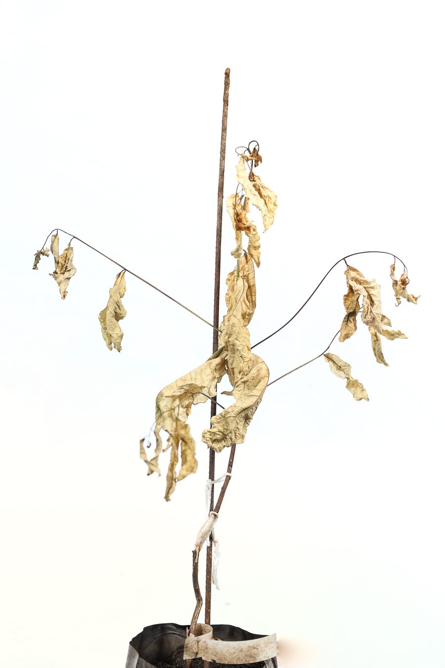 Seedling wilted by Ralstonia on a white background