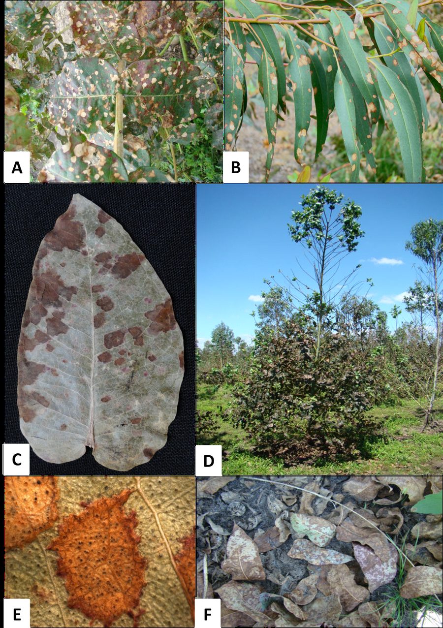 Plate with Teratosphaeria leaf disease symptoms on leaves and in a plantation