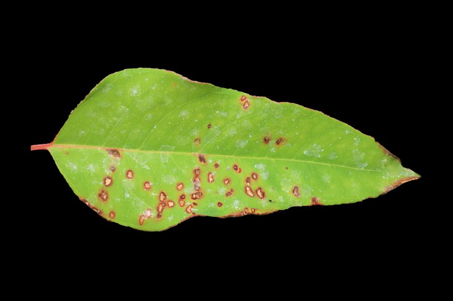 Leaf with bacterial leaf blight lesions