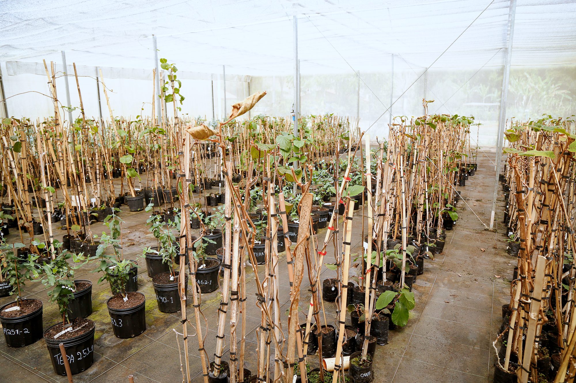 Mudas inoculadas em avaliação na casa de vegetação da Clonar
