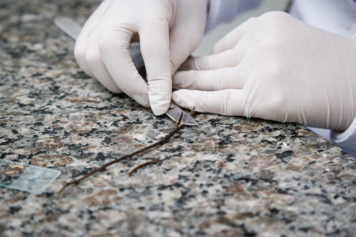Researcher handles a plant tissue sample with gloves in Clonar's laboratory