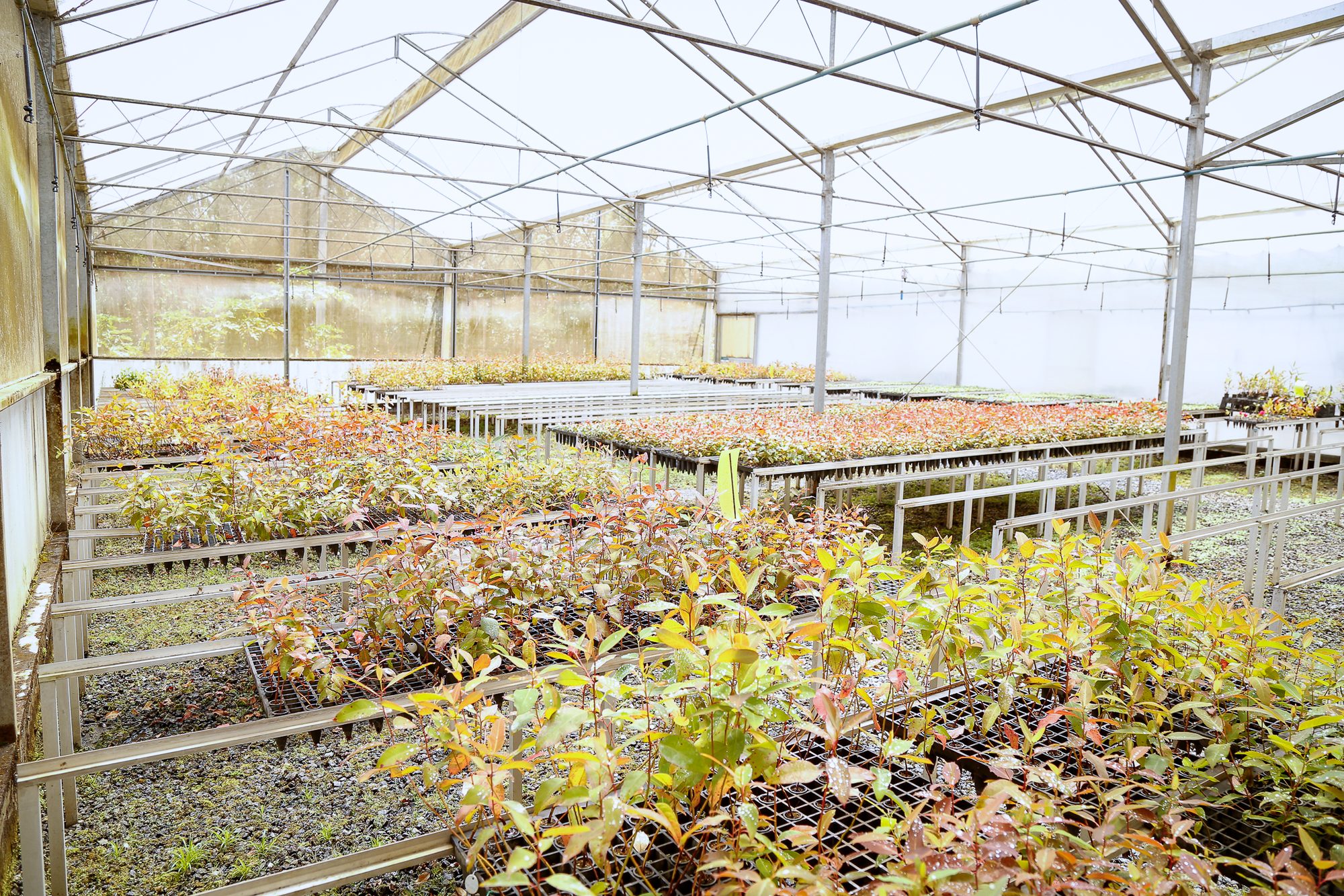 Mudas clonais em crescimento na casa de vegetação