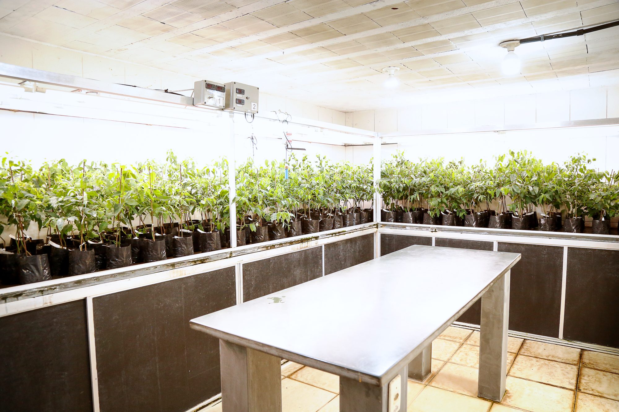 Sala de ensaio com plantas em avaliação