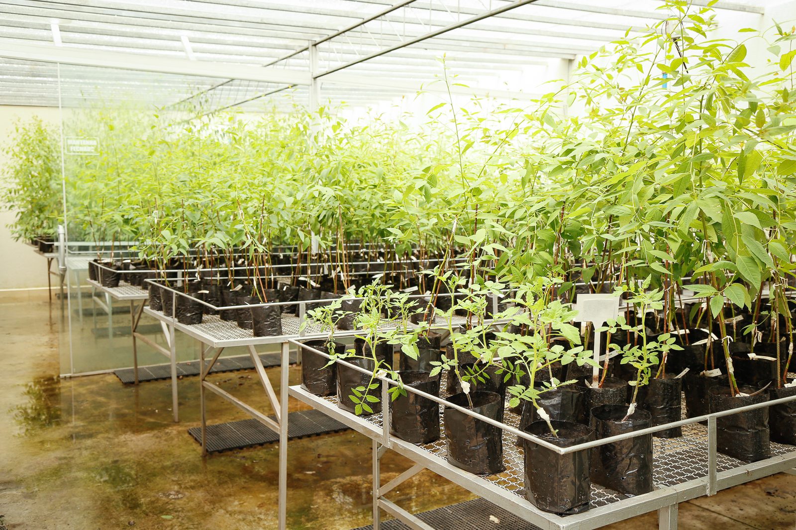 Seedlings in trays in the nursery
